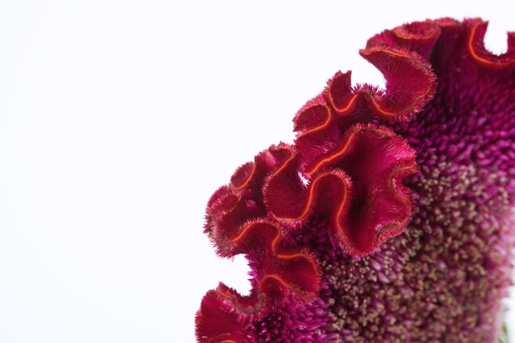 Las plantas cresta de gallo están relacionadas con el aciano.