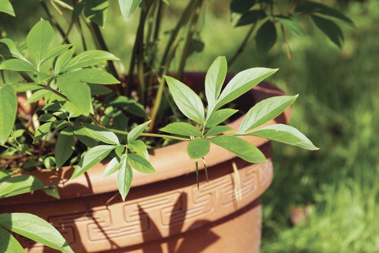 Las macetas autorriego hacen que regar las plantas sea una tarea menos.