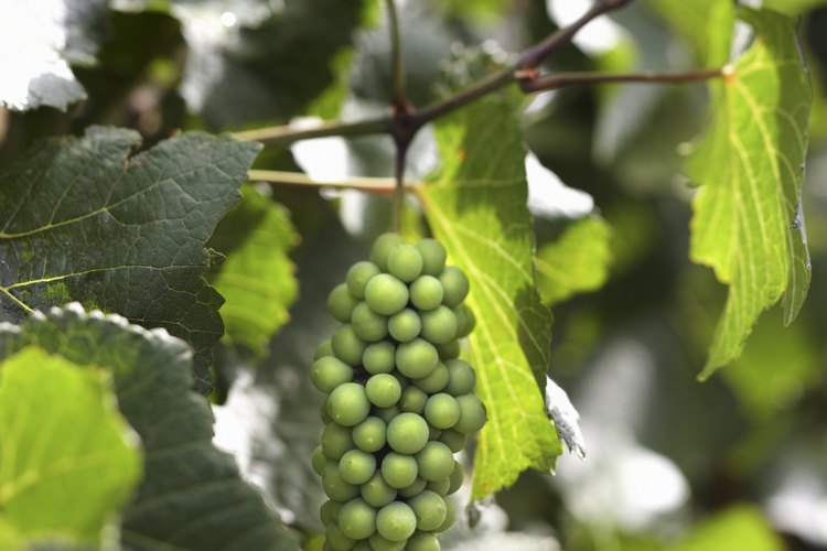 Las vides de uva silvestres pueden ser consideradas una especie invasora por algunos jardineros.