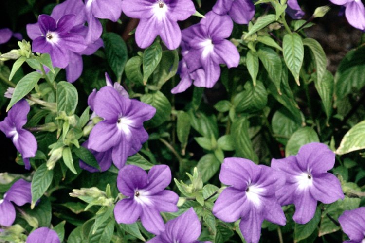 Las vincas se propagan fácilmente a partir de esquejes obtenidos en primavera o inicios de verano.