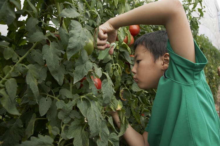 La inspección cuidadosa previene la infestación de telarañas en las plantas de tomate.