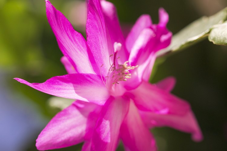 Un estallido de color de cactus