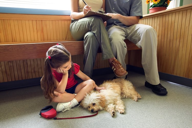 Perro enfermo en el consultorio veterinario.