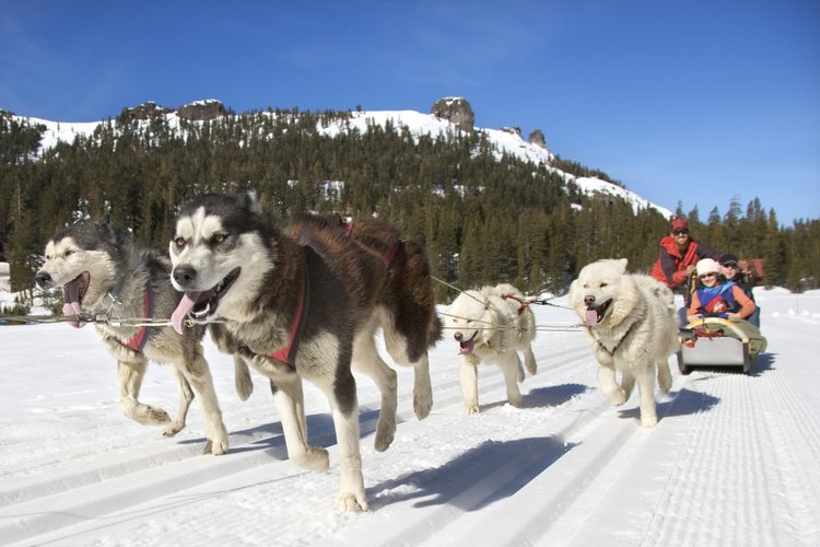 A diferencia del pastor alemán, el husky siberiano es criado para soportar temperaturas muy bajas.