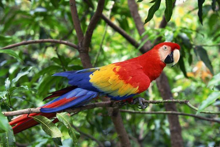 Guacamaya roja.