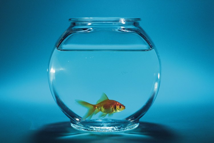 Los peces dorados necesitan agua más fría que los tiburones arco iris por lo que no deben estar en la misma pecera.