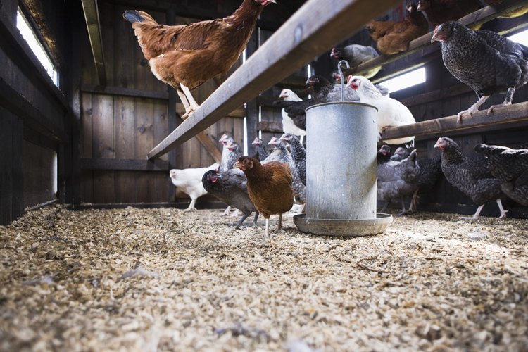 Haz los planos de tu gallinero.