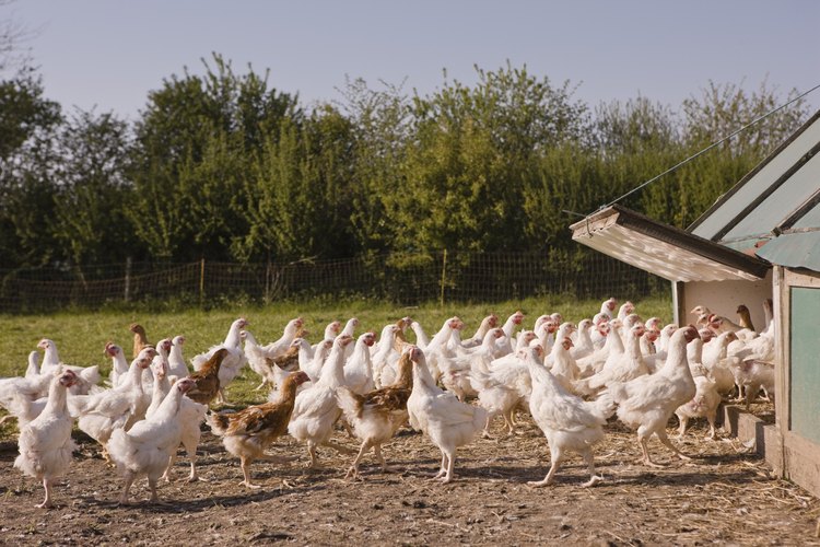 Las gallinas se criaban en pequeñas granjas.