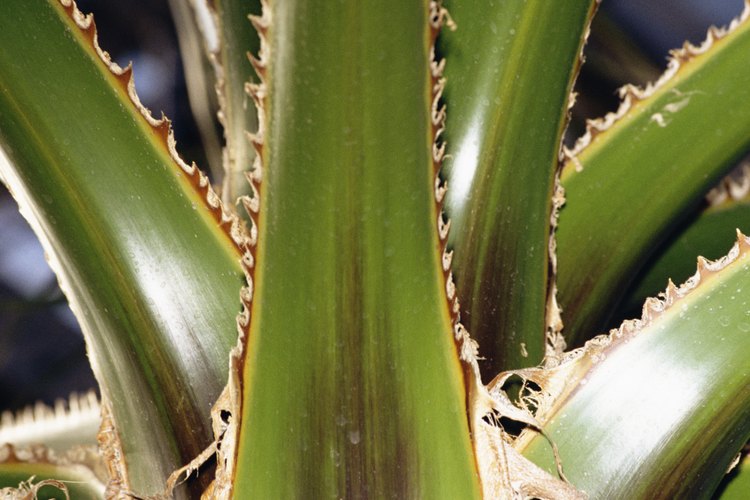 El aloe vera contiene propiedades curativas.