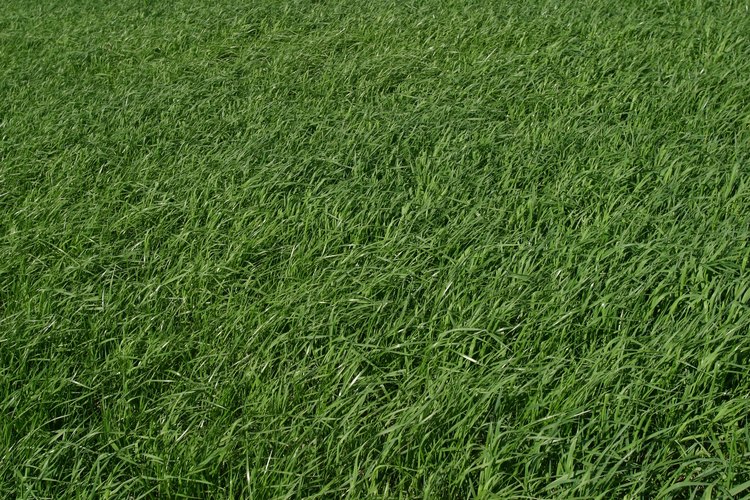 El cuidado adecuado de césped recién plantado te proporcionará un césped verde y frondoso.