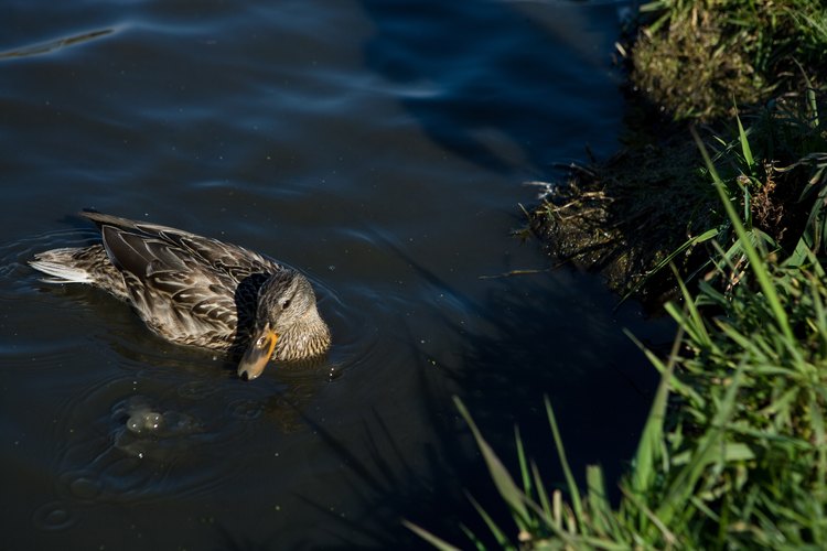 Los patos tienen una relación neutral con muchos otros pájaros con los que comparten el ambiente.