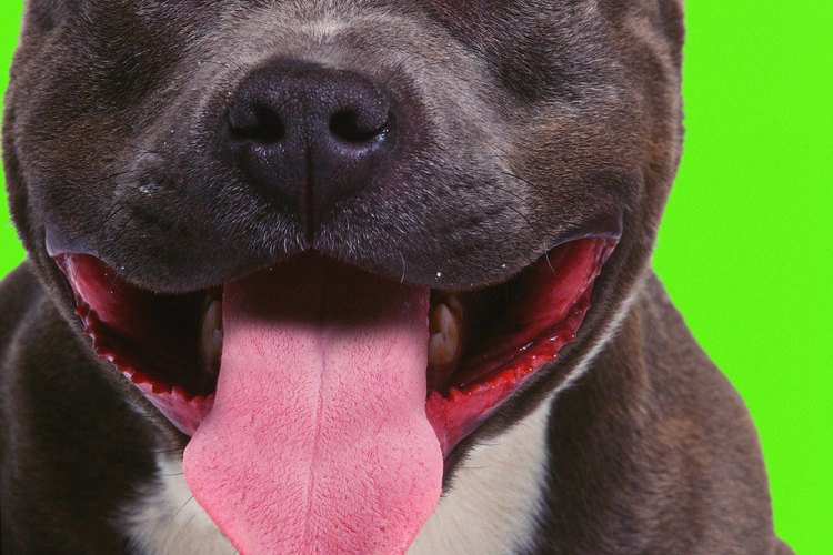 Los pitbull blue nose pueden criarse para ser perros cariñosos de familia.
