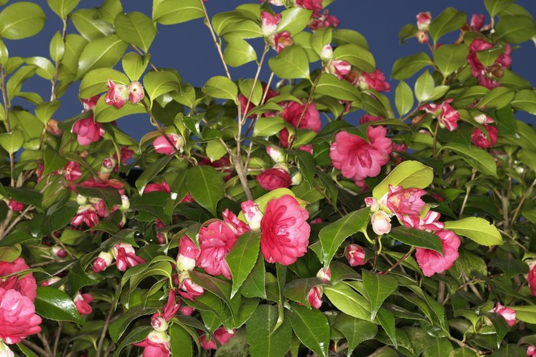 Camelia.