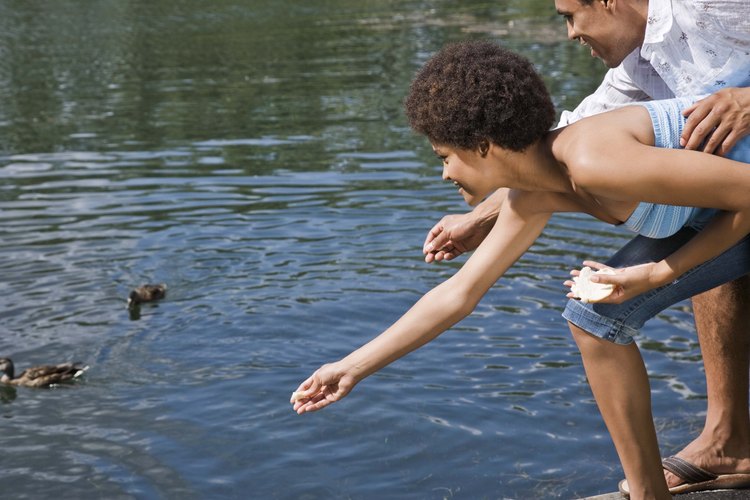 Los patitos silvestres sólo deben ser alimentados cuando su mamá esté ausente.