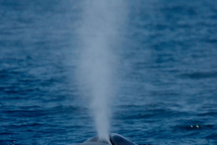 Aproximadamente 2000 ballenas azules viven en la costa de California.