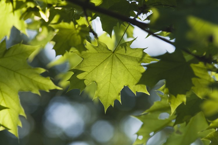 Las hojas de las plantas que se encuentran al aire libre pueden padecer diversas enfermedades.