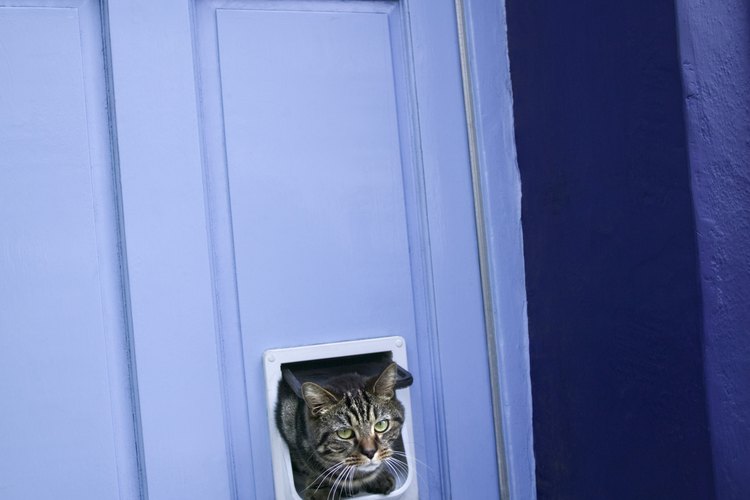No olvides que los gatos son depredadores.