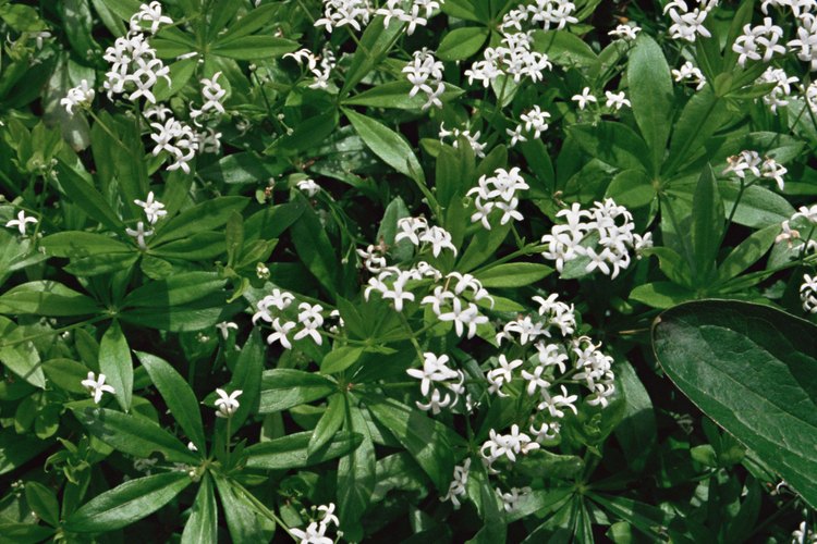 Aspérula dulce.