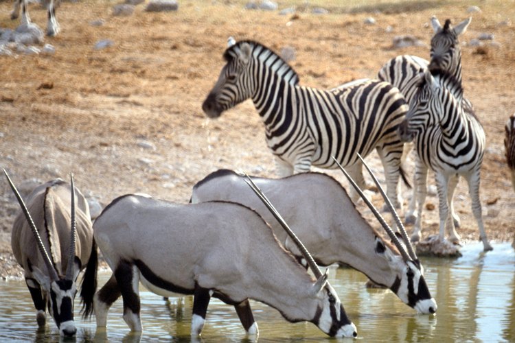Los animales de las praderas de África viven en un balance delicado.