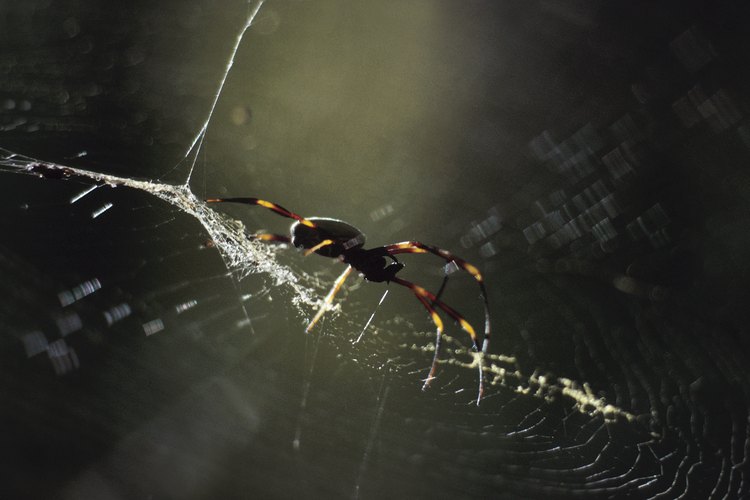 Aunque son muy temidas, pocas arañas son peligrosas para los seres humanos y todas ayudan a reducir las poblaciones de insectos.