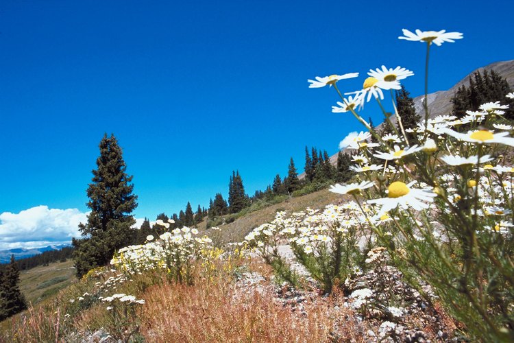 Los campistas alrededor de Breckenridge se pueden despertar en un prado de montaña.