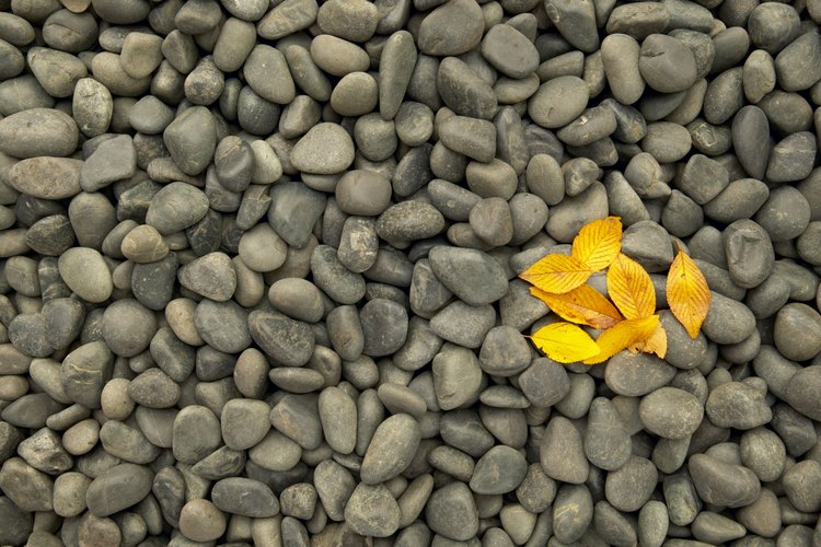 Las rocas pequeñas le agregan contraste a los pétalos vibrantes y suaves.