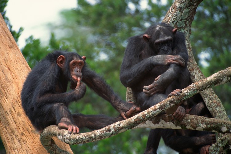 Los chimpancés comen tanto plantas como animales en la selva tropical.