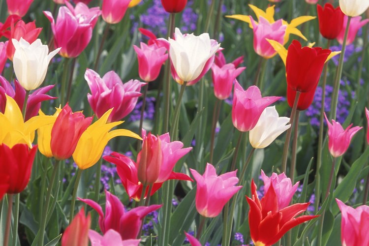 Un lecho de tulipanes con forma de taza de diferentes colores.