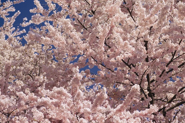 Sakura se refiere al marco temporal en el que las flores del cerezo son visibles durante el año.
