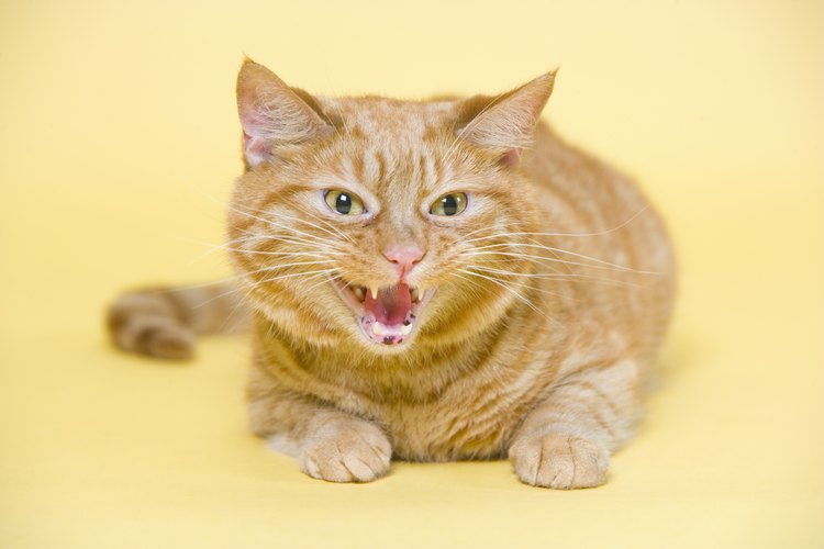 Un gato molesto puede causar daños permanentes si no se maneja de forma adecuada.
