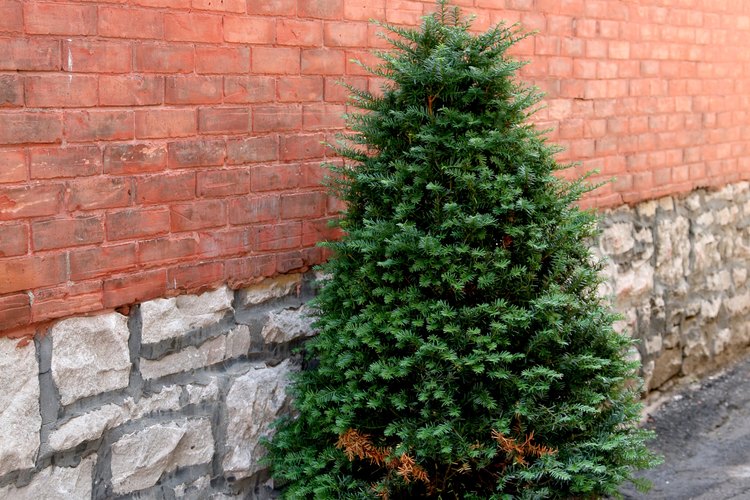 Las macetas sirven para muchos tipos de plantas y estilos de jardín.