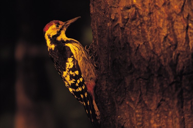 Los pinzones carpinteros utilizan sus picos largos para extraer insectos de los árboles. No utilizan herramientas.