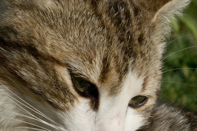 Los gatos son excelentes compañeros, pero obtener uno requiere un poco de pensamiento.