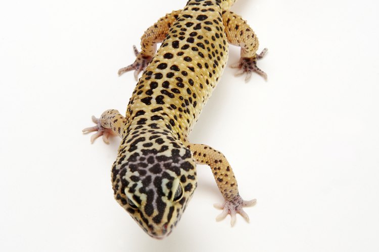 Los gecos leopardo pueden no mostrar interés en la fruta.