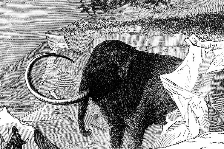 El mamut lanudo está entre los mamíferos prehistóricos mejor conocidos.