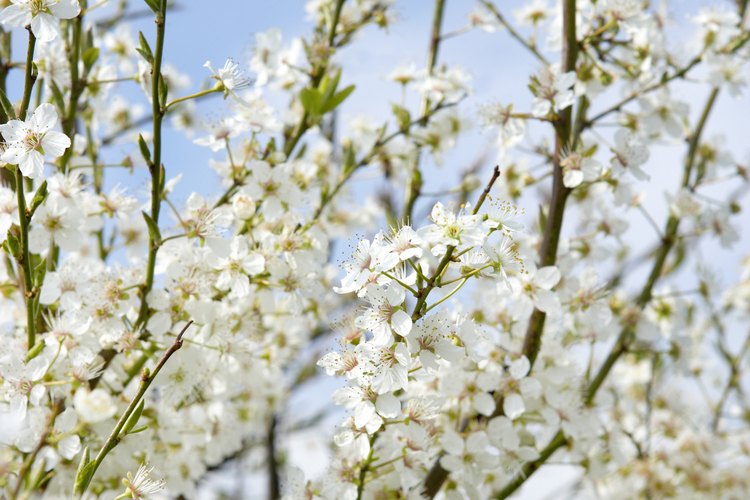 La mayoría de árboles frutales necesitan sol pleno para prosperar y producir frutos.