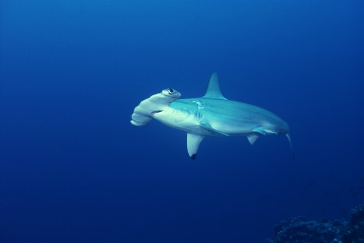 Un tiburón hembra cabeza de martillo en cautividad dio a luz.