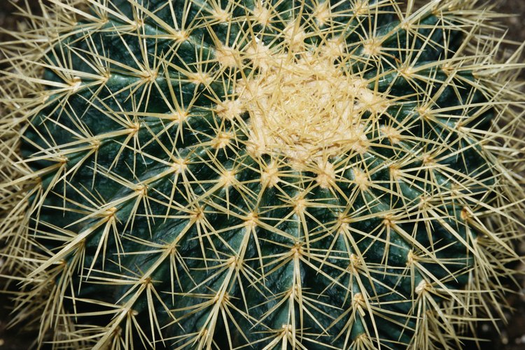 Asegúrate que un cactus esté saludable y sin plagas antes de llevarlo dentro de tu casa.