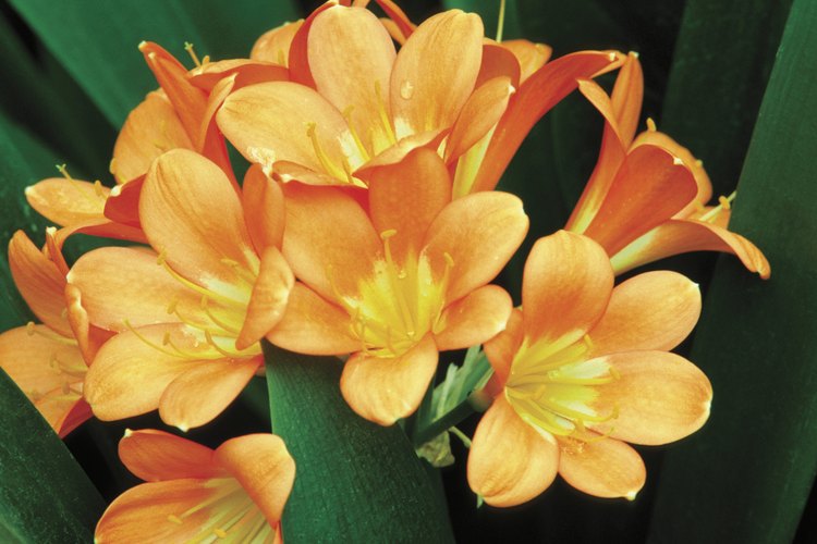 La clivia florece en pleno invierno hasta principios de la primavera, seguida de frutos rojos tipo bayas.