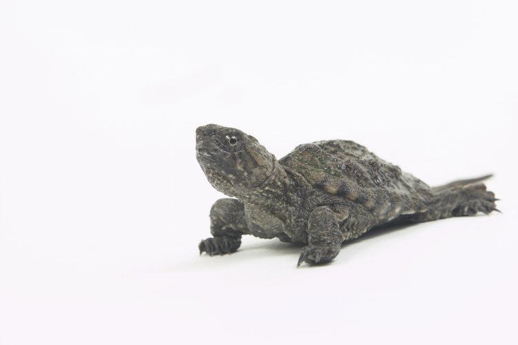 El comedor de algas chino es un pequeño pez rápido que evade bien a las tortugas.