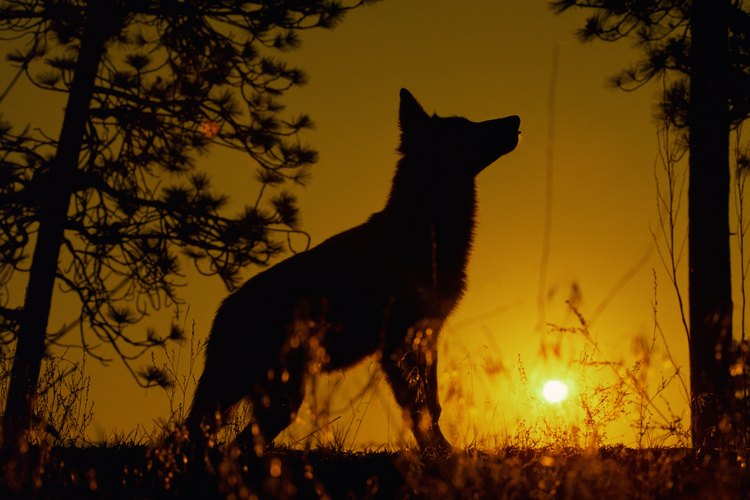 Los lobos son vistos como cazadores, espíritus y ancestros de los hombres.