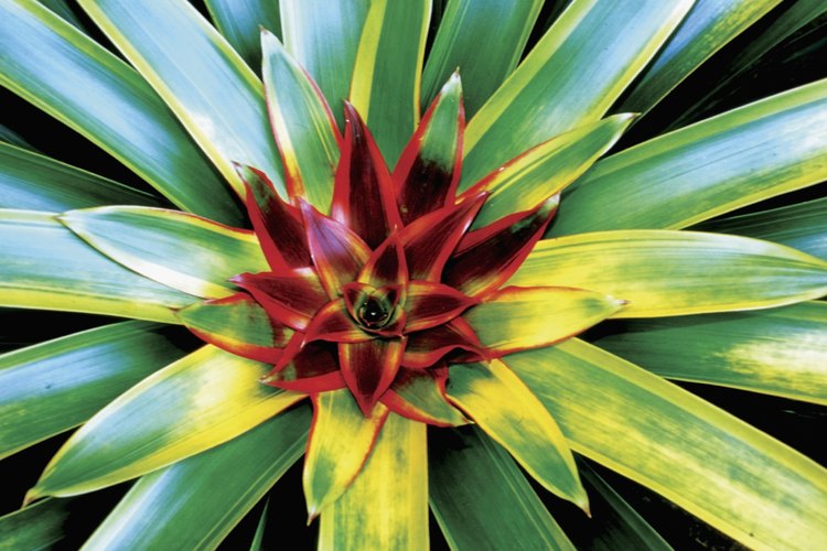 Las bromelias son una familia de plantas carnívoras que prosperan en climas templados tropicales y cálidos.