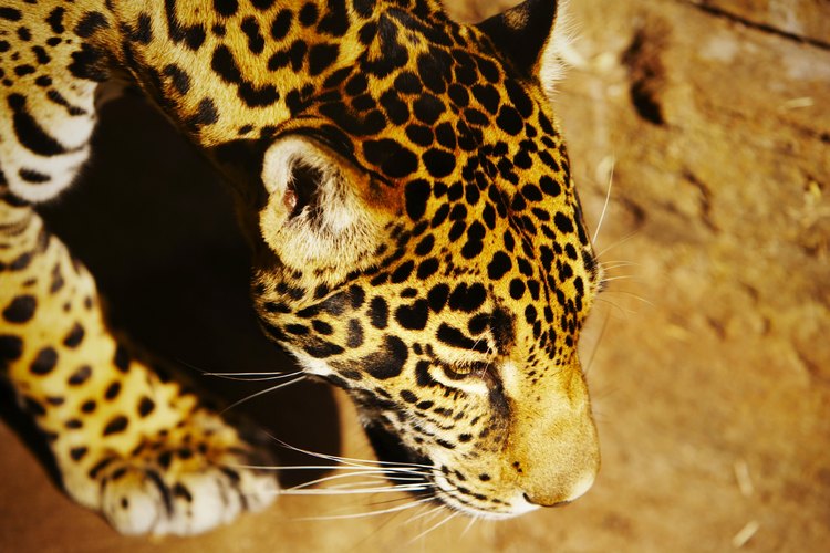 Existen muchas leyes y regulaciones estrictas que hacen casi imposible tener un felino grande como mascota.