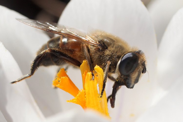Las abejas y otros polinizadores llevan el polen entre las flores, que ayudan en la reproducción de las plantas.