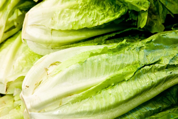 Debes saber cuándo cosechar lechuga romana para que tenga un sabor fresco.