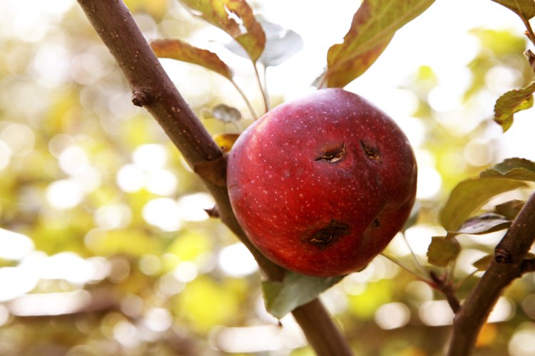 Un huerto de árboles frutales saludable producirá una gran cantidad de frutas y nueces.