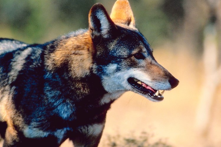 En la naturaleza viven más de 100 zorros rojos.