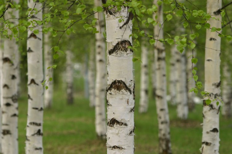 La madera de abedul es una opción ideal para fabricar mobiliario.