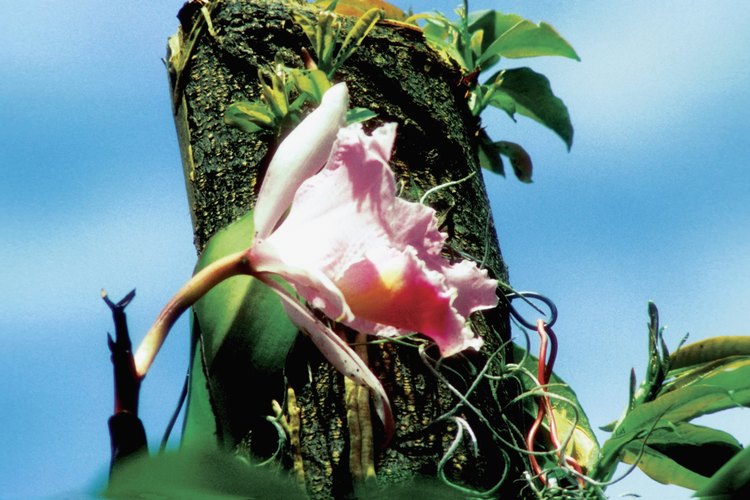 Cómo injertar orquídeas en un árbol.