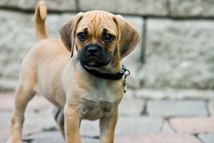 La mayoría de los animales domésticos son vacunados contra la inconveniencia de los parásitos.